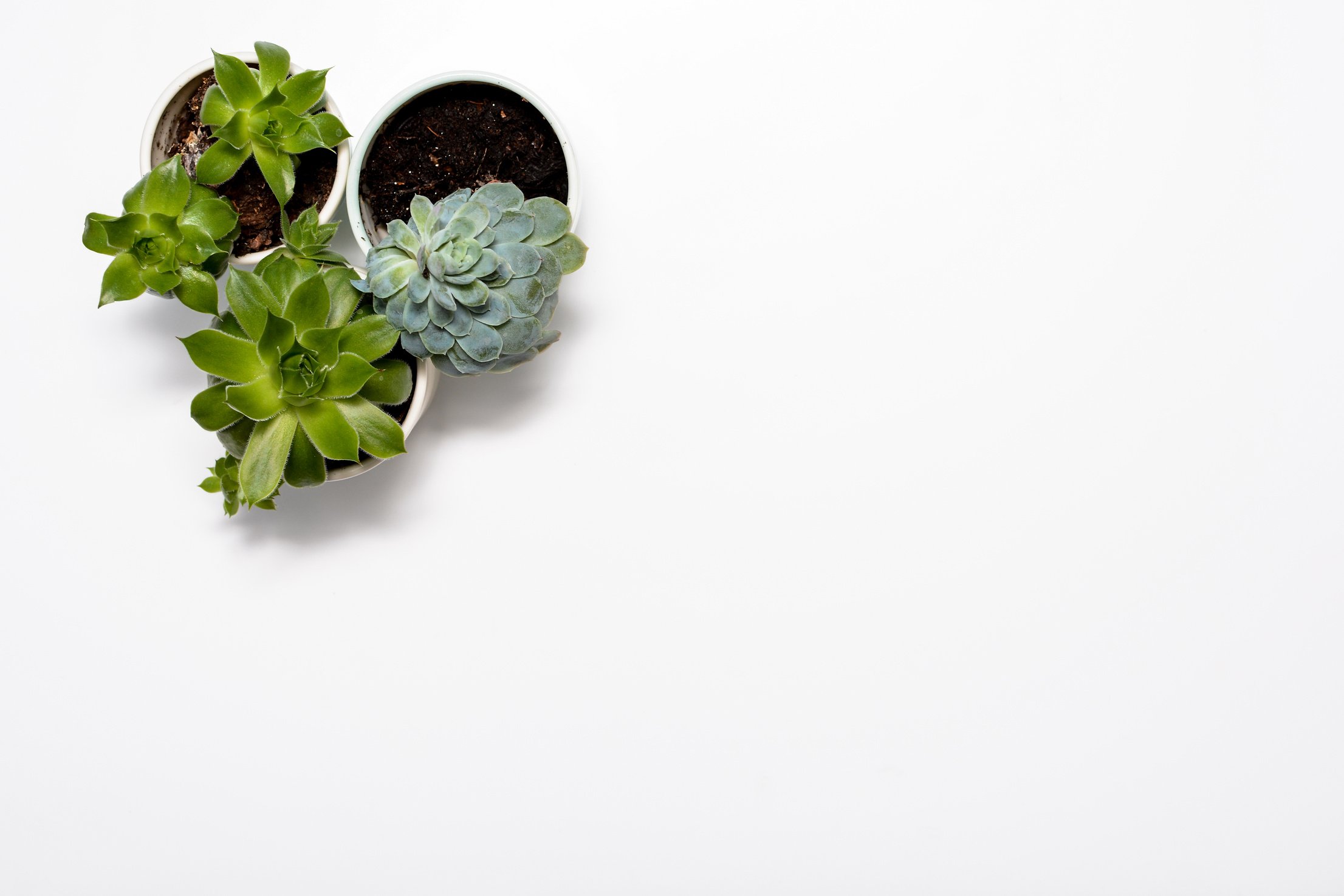 Succulent plant on white table